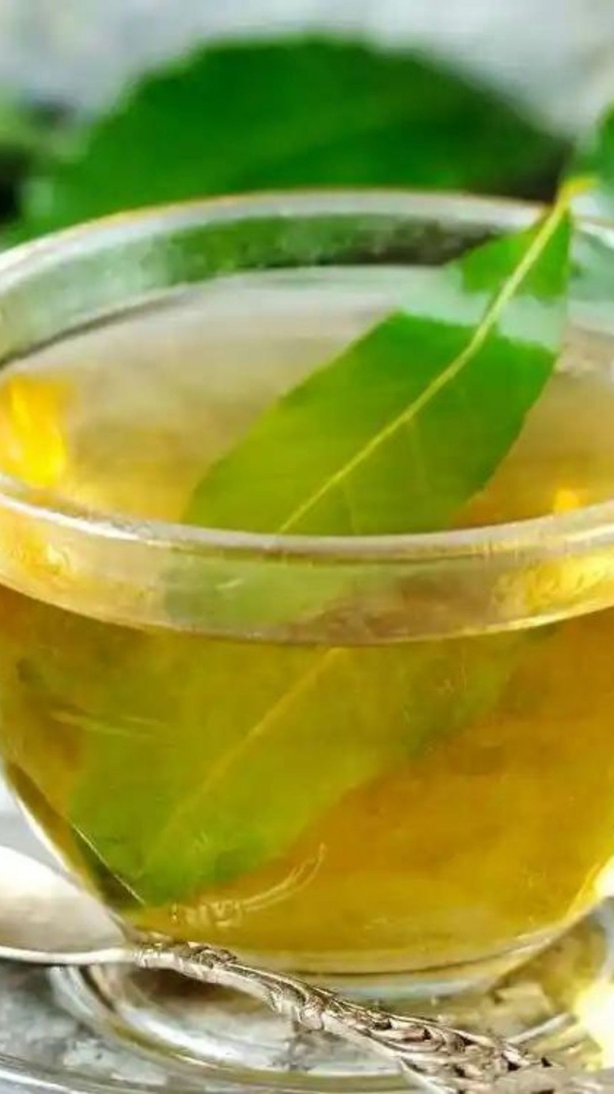 Alfavaca: Ajuda Natural na Eliminação de Gases - inspiração 2