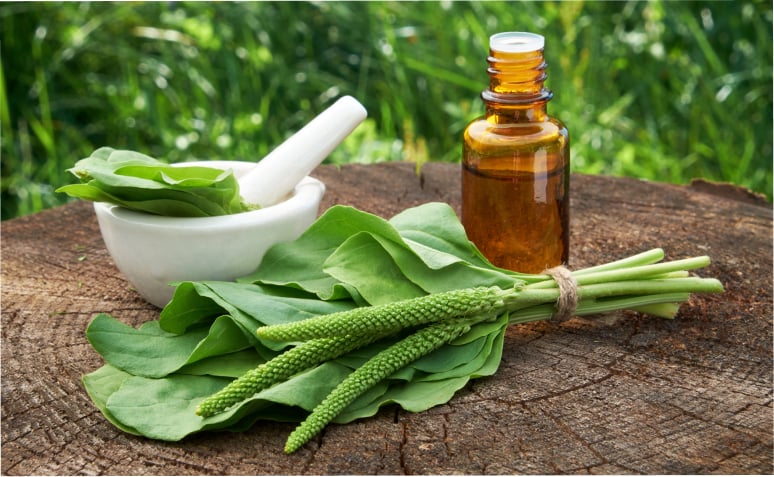 Uva Ursi: Uma Aliada Tradicional para o Trato Urinário - inspiração 2