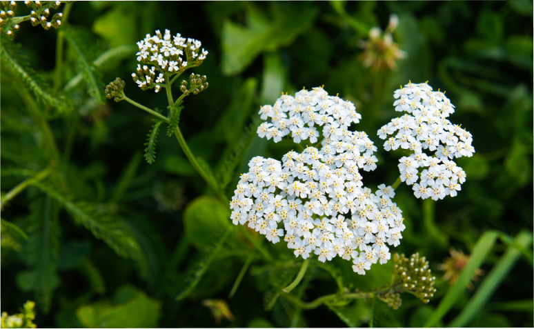 Hibisco: Um Toque de Sabor e Benefícios para sua Bexiga - inspiração 1