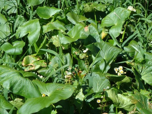 Melissa: Propriedades Calmantes e Refrescantes - inspiração 1