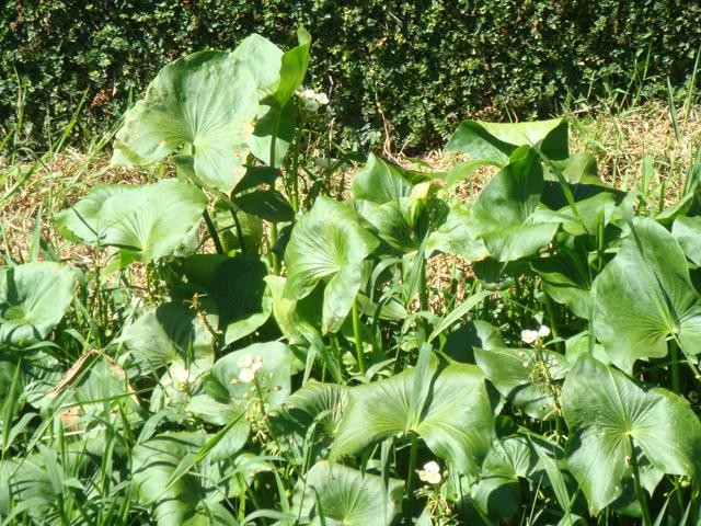 Melissa: Propriedades Calmantes e Refrescantes - inspiração 2