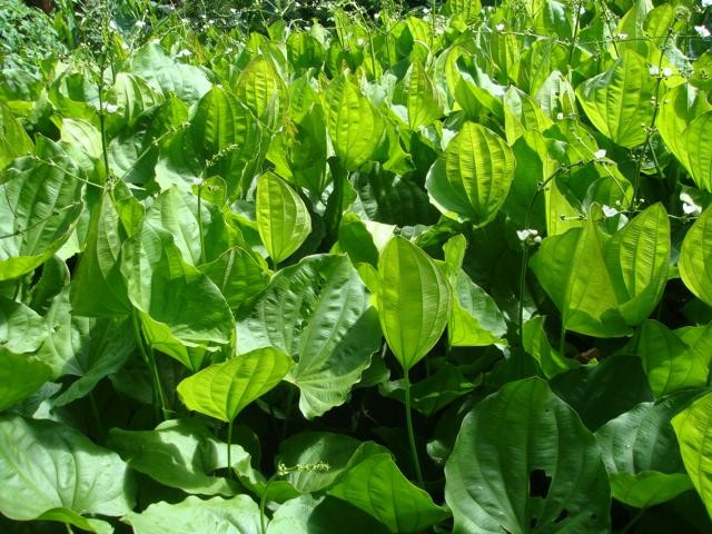 Camomila: A Aliada Suave para Acalmar a Pele Irritada - inspiração 1