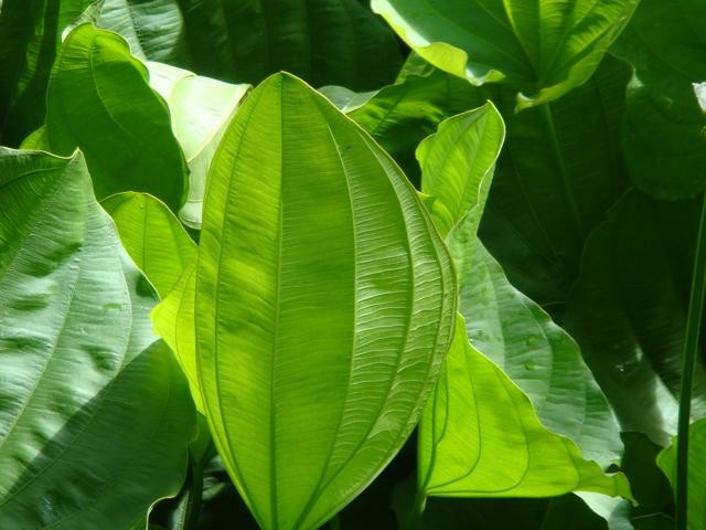 Bardana: Desintoxicante e Purificadora para a Pele - inspiração 1