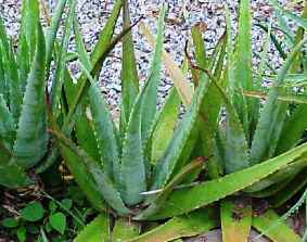 Bardana: Desintoxicante e Purificadora para a Pele - inspiração 2