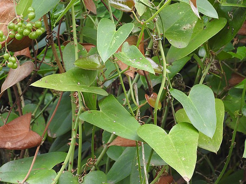 Erva-de-São-João: Um Tônico Natural para a Recuperação da Pele - inspiração 2