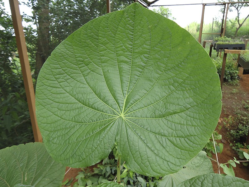 Manjericão: Ação Calmante e Anti-inflamatória para a Pele - inspiração 2