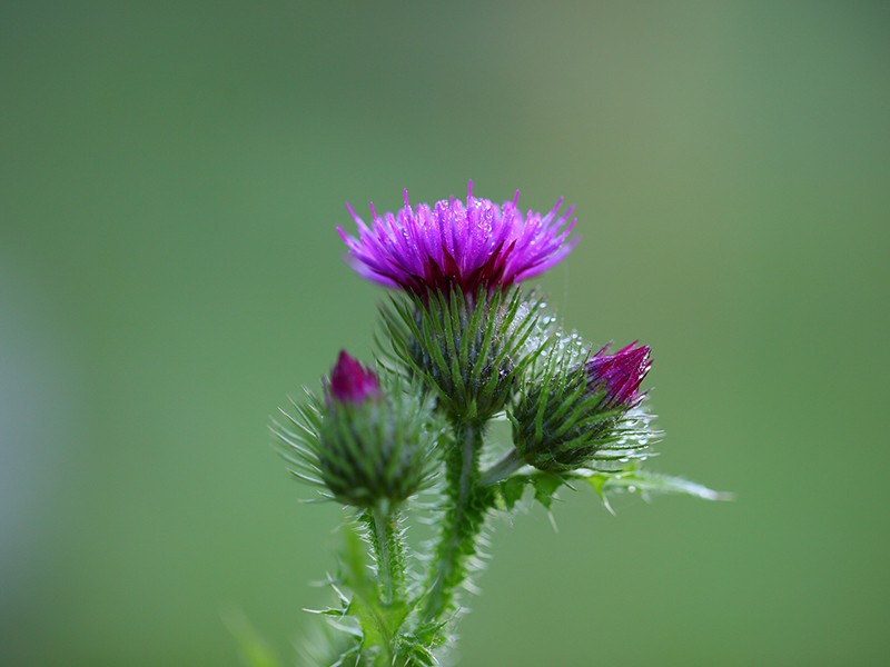 Cravo: Um Antisséptico Potente para Limpeza Localizada - inspiração 1