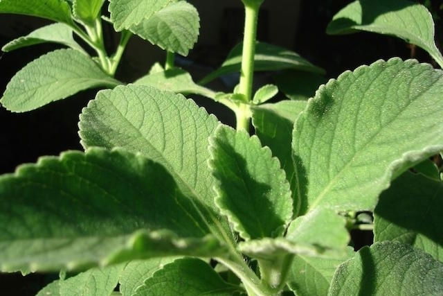 Cardo Mariano: O Guardião do Fígado e Suas Propriedades - inspiração 1