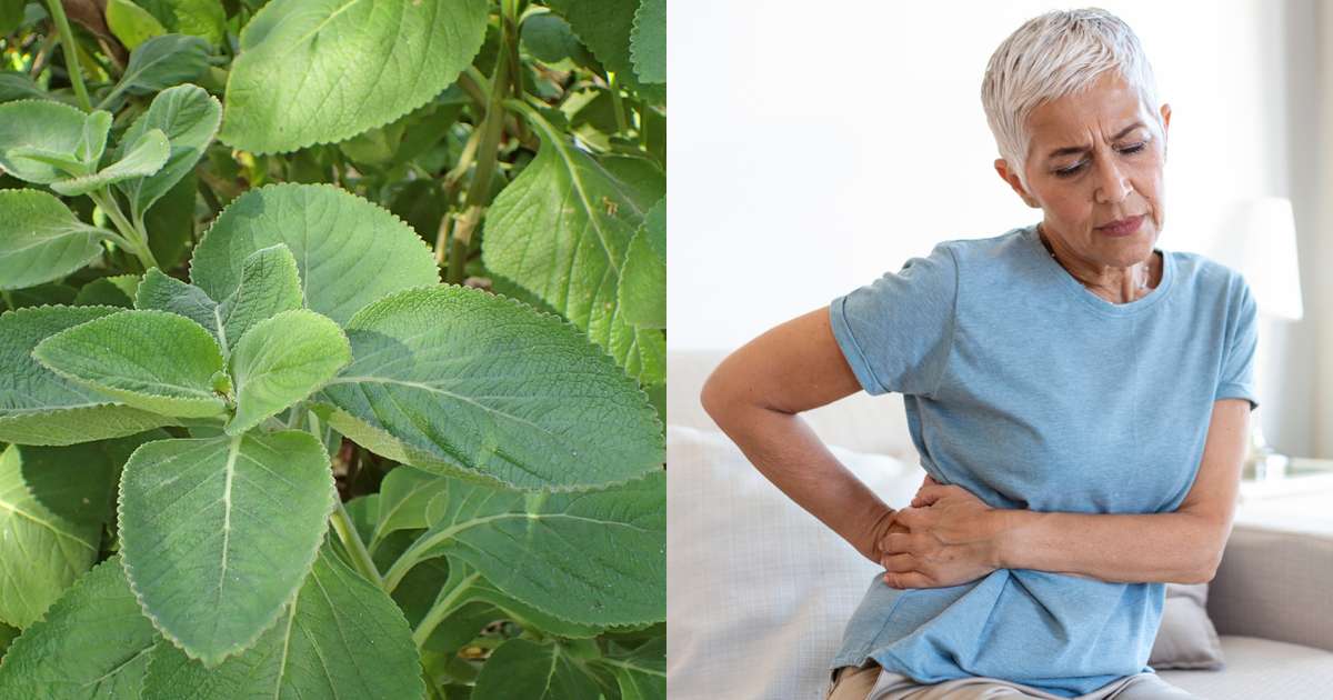 Dente-de-leão: Limpeza Profunda e Funcionalidade Hepática - inspiração 1