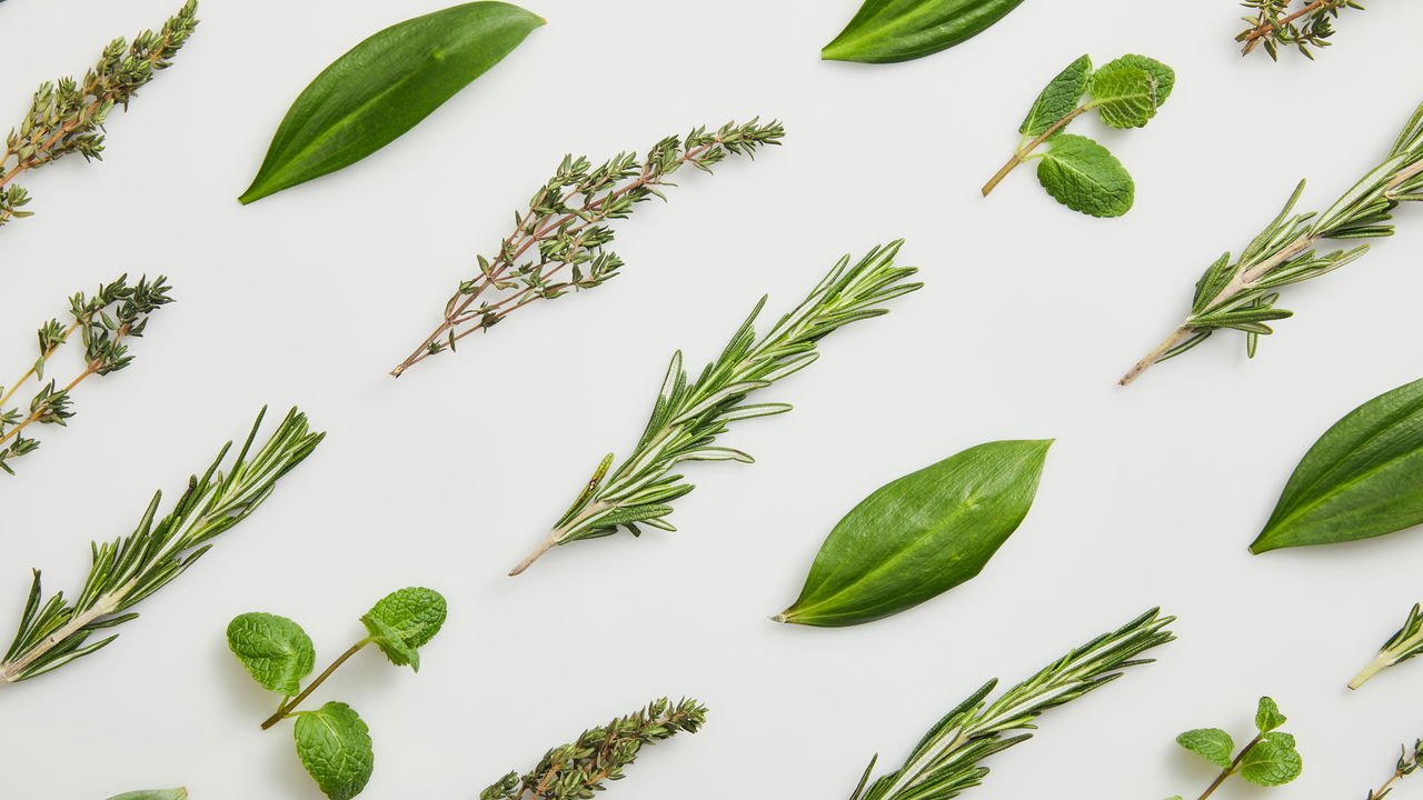 Coentro: Propriedades Que Ajudam a Reduzir a Acidez - inspiração 2