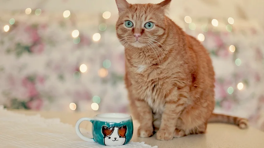 Chá de Valeriana: Para Gatos Ansiosos ou com Dificuldade para Dormir - inspiração 2