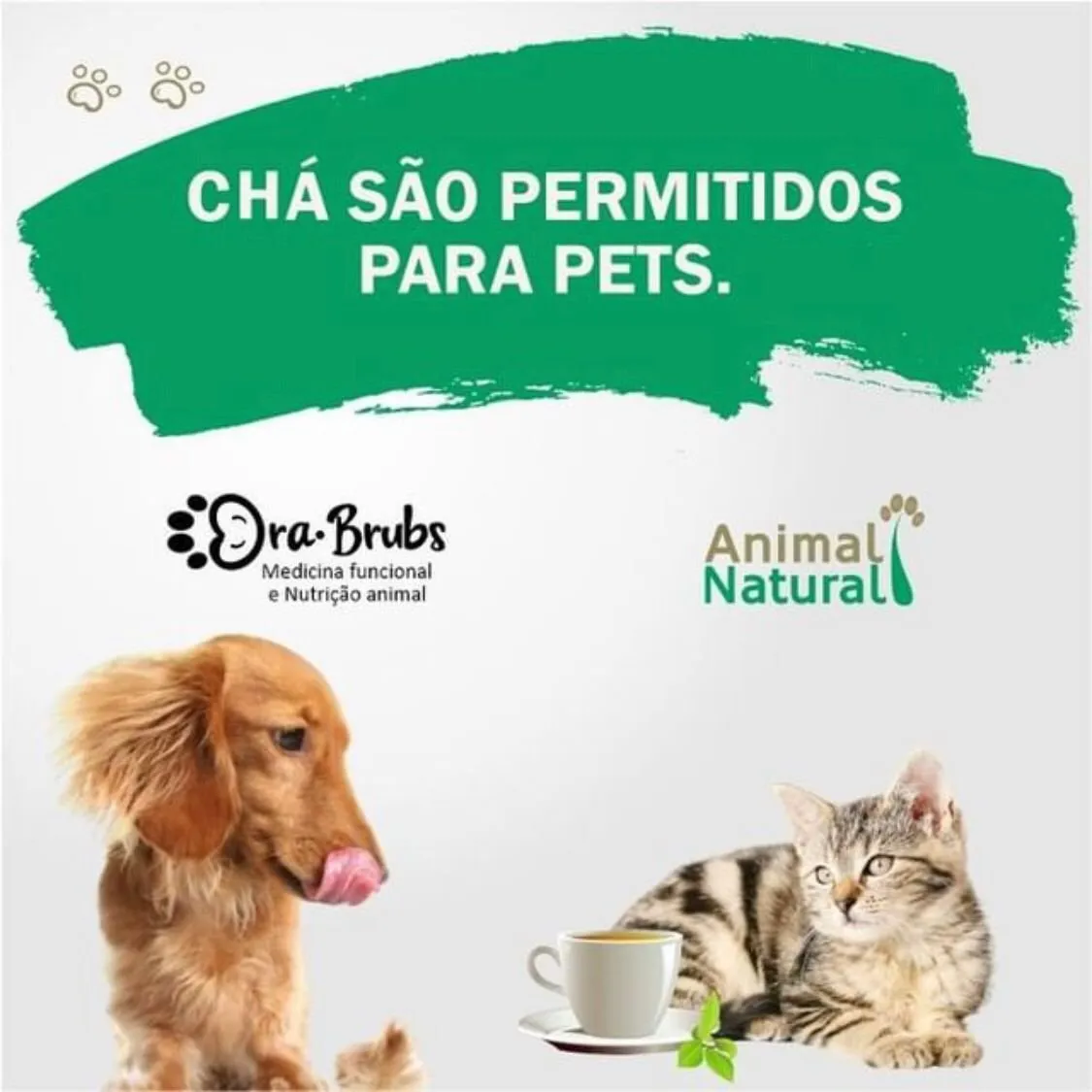 Chá de Alfarroba: Uma Opção Doce e Benéfica - inspiração 2