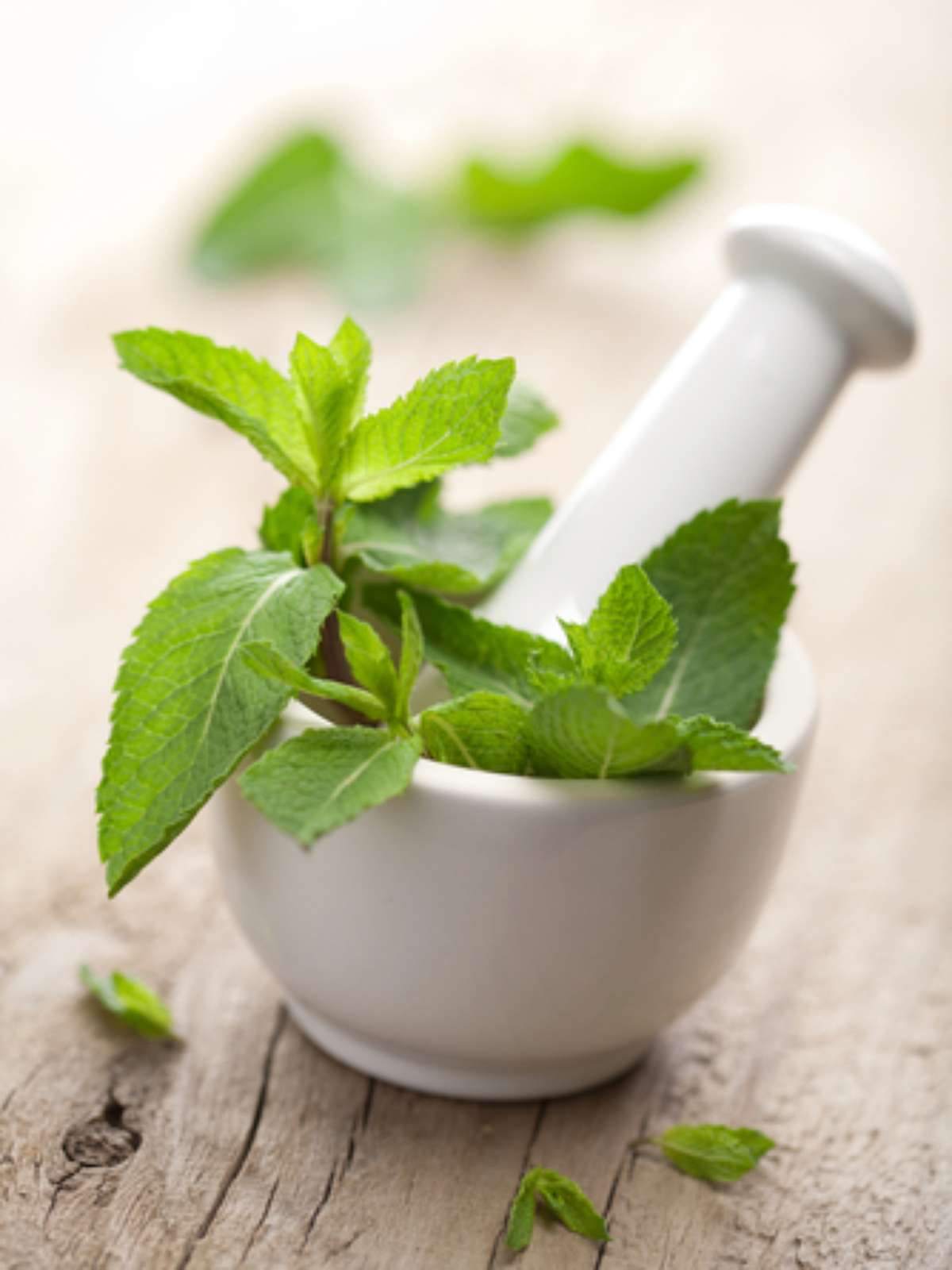 Alecrim: Frescor e Proteção para Sua Boca - inspiração 1