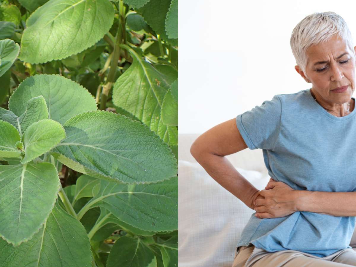 Cardo Mariano: O Protetor Hepático Que Você Não Pode Ignorar - inspiração 1