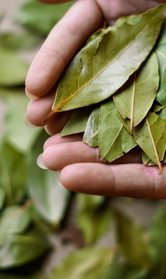 Chá de Casca de Carvalho: Um Antisséptico Natural - inspiração 2