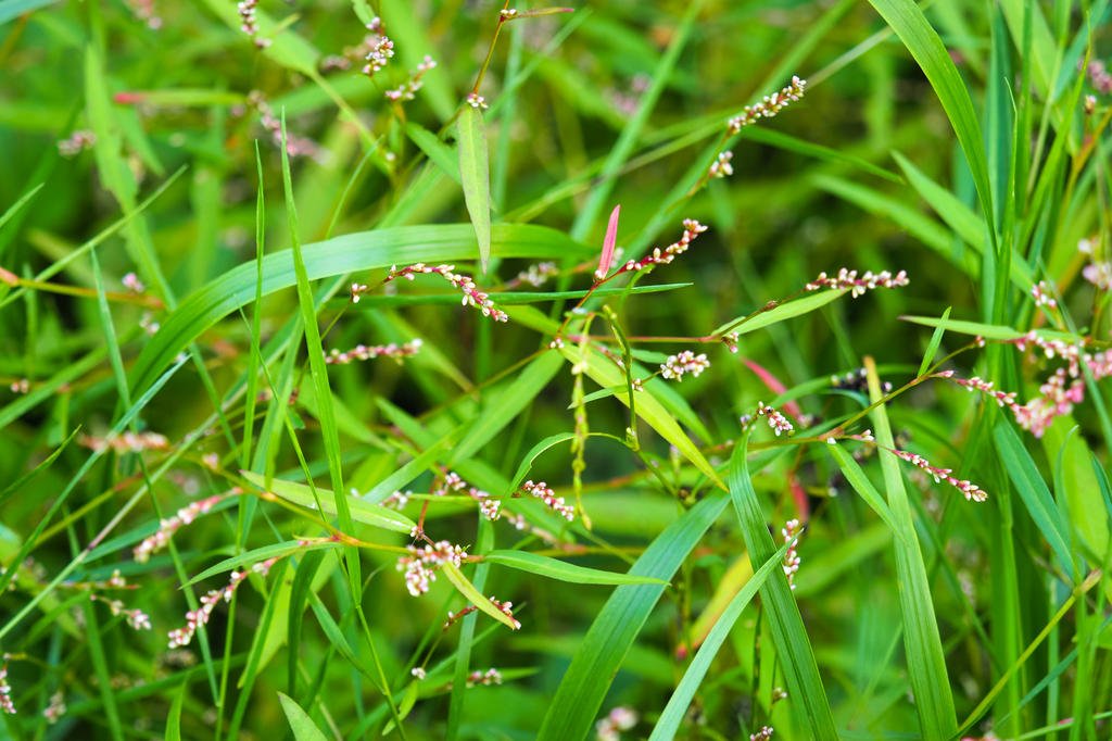 Gengibre: Combatendo a Inflamação Interna - inspiração 1