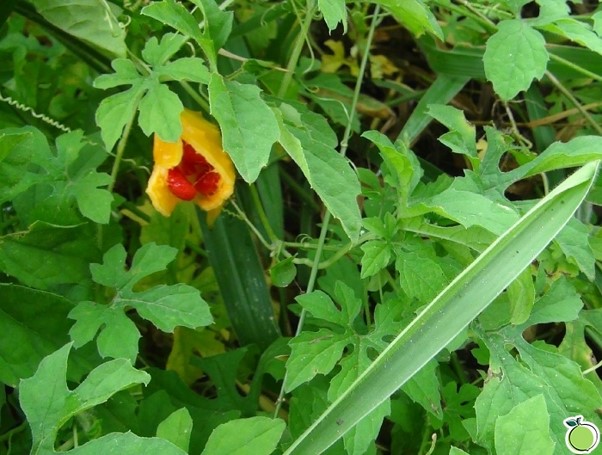 Salsa: Um Segredo Verde para Reduzir o Inchaço - inspiração 1