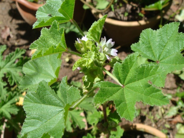 Folhas de Oliveira: A Proteção Antioxidante - inspiração 2