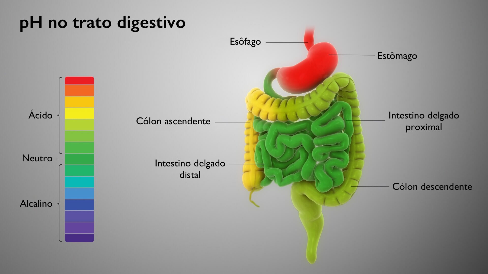 Chá de Erva-Doce: Suavidade e Auxílio Digestivo - inspiração 1