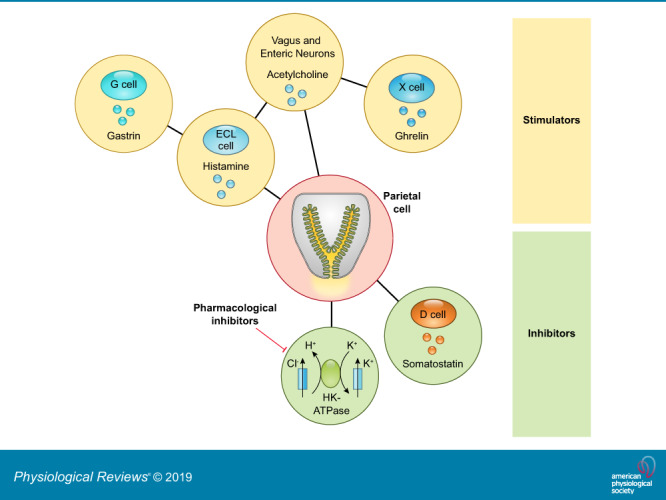 Chá de Camomila: Calmante e Auxiliar Suave - inspiração 1