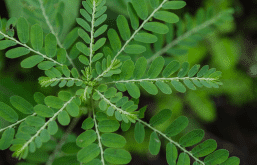 Uva-Ursi: Aliada Poderosa contra Bactérias Renais - inspiração 2