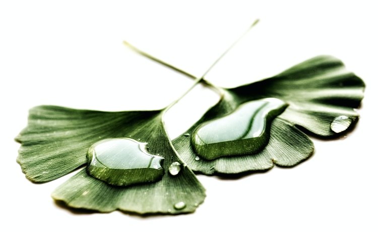 Infusão de Folhas de Oliveira: Um Remédio Tradicional Pouco Conhecido - inspiração 2