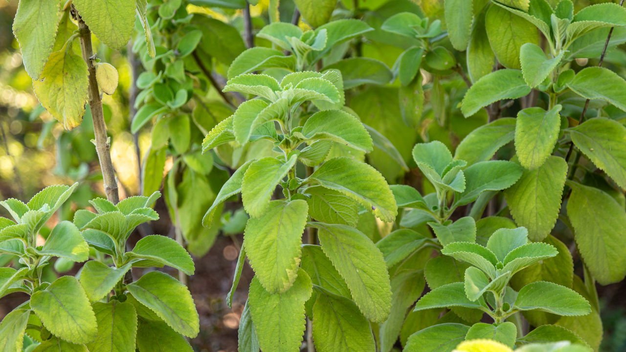 Chá de Cardo Mariano: Proteção e Regeneração Hepática - inspiração 2