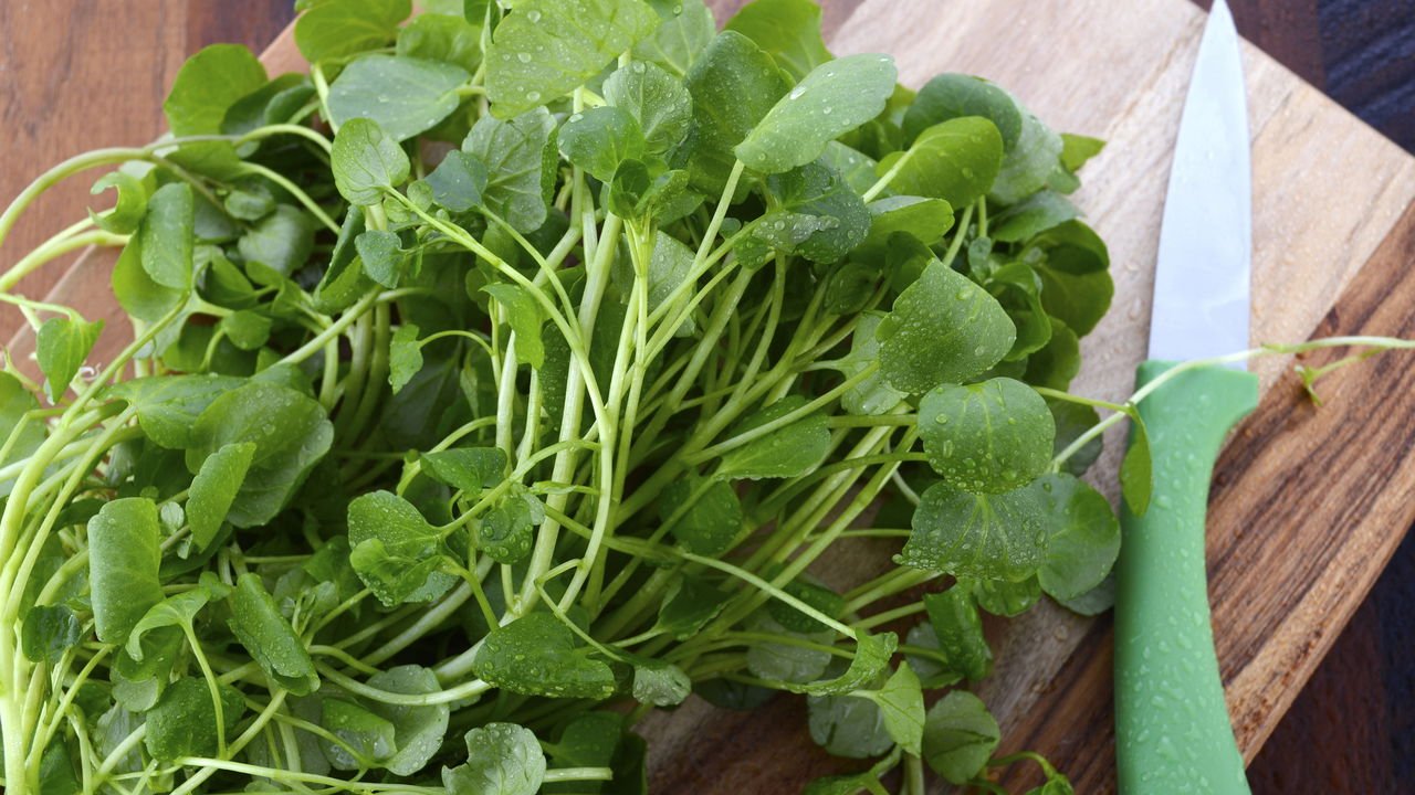 Anis Estrelado: Aroma e Bem-Estar para seus Pulmões - inspiração 2