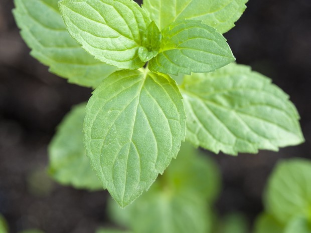 Manjericão: Propriedades Digestivas e um Aroma Incrível - inspiração 2