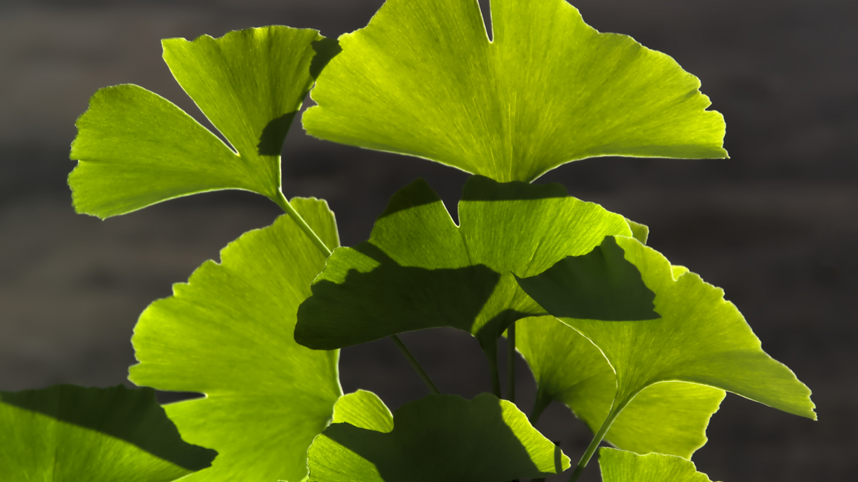 Chá de Folha de Uva: Auxílio Natural para Pernas Cansadas - inspiração 1