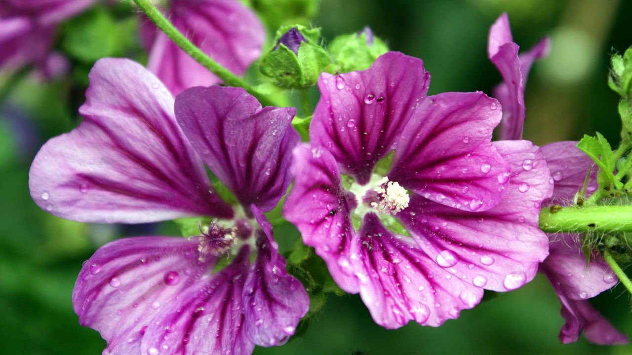 A Combinação Ideal: Montando Seu Blend Pessoal para Máxima Eficácia - inspiração 2