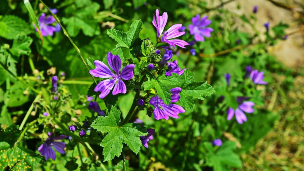 Chá de Boldo: Para Detoxificação e Saúde Hepática, Essencial ao Intestino - inspiração 1