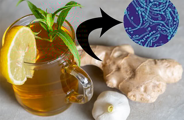 Chá de Sálvia: Regula a Função Digestiva e Reduz o Desconforto - inspiração 1