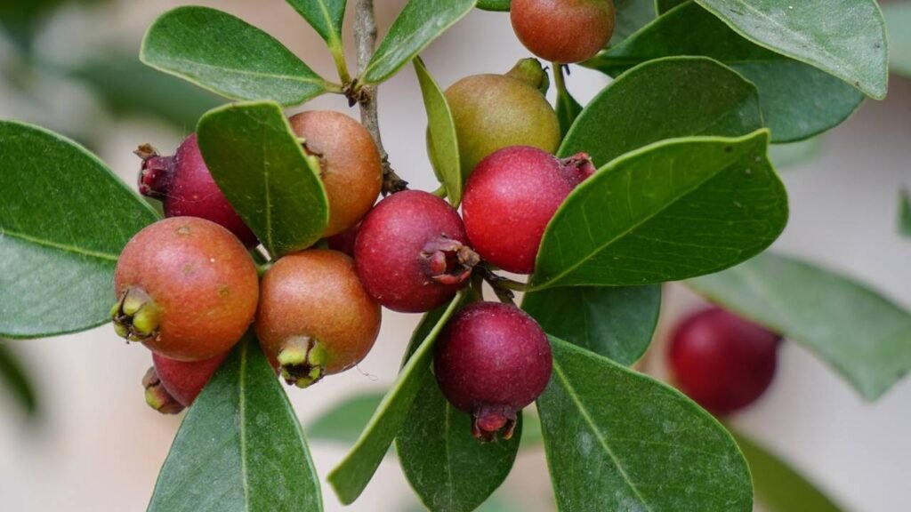 Chá de Sálvia: Regula a Função Digestiva e Reduz o Desconforto - inspiração 2