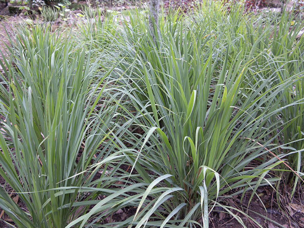 Maracujá (Folhas): Um Sedativo Natural para Insônia - inspiração 2