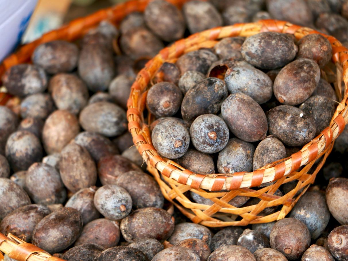 A Amapola e Seus Efeitos Contestados - inspiração 2