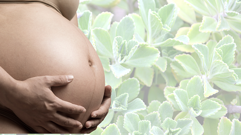 Chá de Boldo e Seus Riscos na Fertilidade - inspiração 2