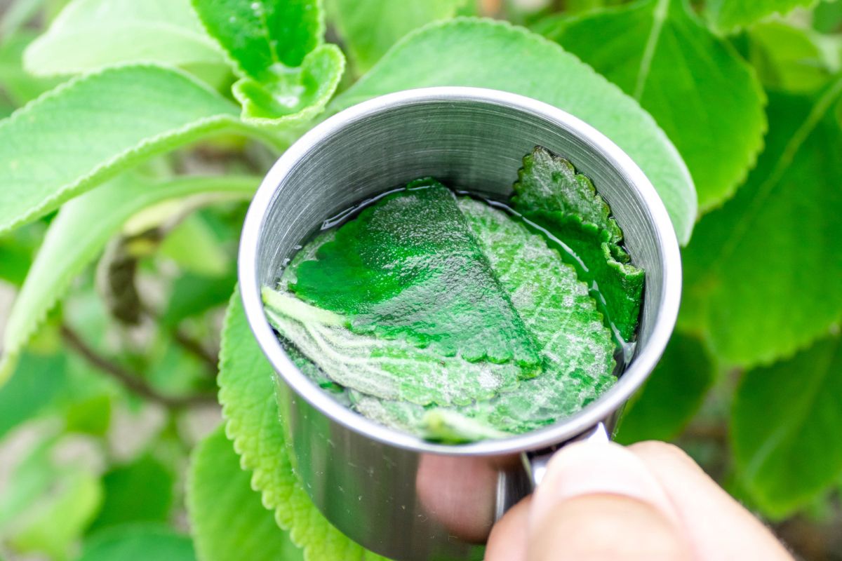 Alfazema (Lavanda): Aroma Suave que Traz Paz ao Estômago - inspiração 2