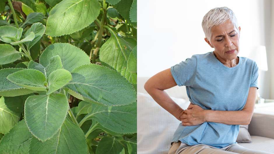 Cardomomo: Mais que Aroma, Benefícios para o Fígado - inspiração 2