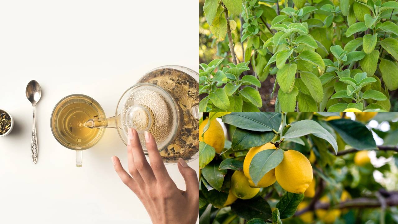 Chá de Salsa: Um Diurético Natural e Detox - inspiração 1