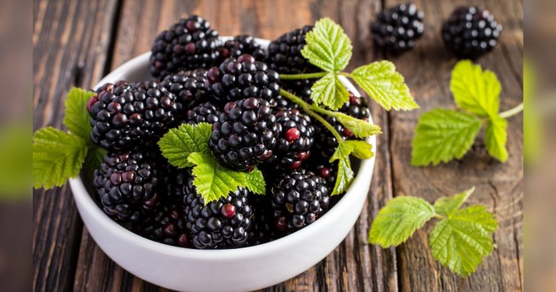 Chá de Cavalinha: Silício para Ossos Fortes e Resilientes - inspiração 1