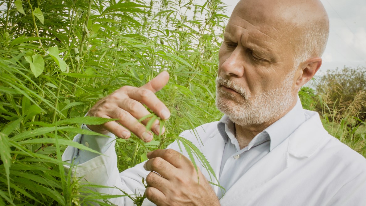 Conheça os Benefícios da Urtiga para a Próstata - inspiração 1