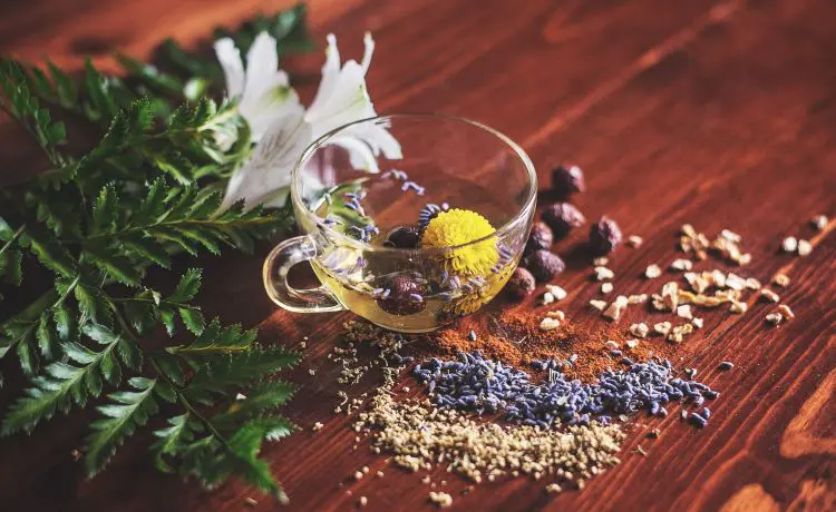 Erva-cidreira: Propriedades Calmantes e Anti-inflamatórias - inspiração 2