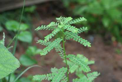 Ingredientes naturais que promovem a cura e o bem-estar - inspiração 2