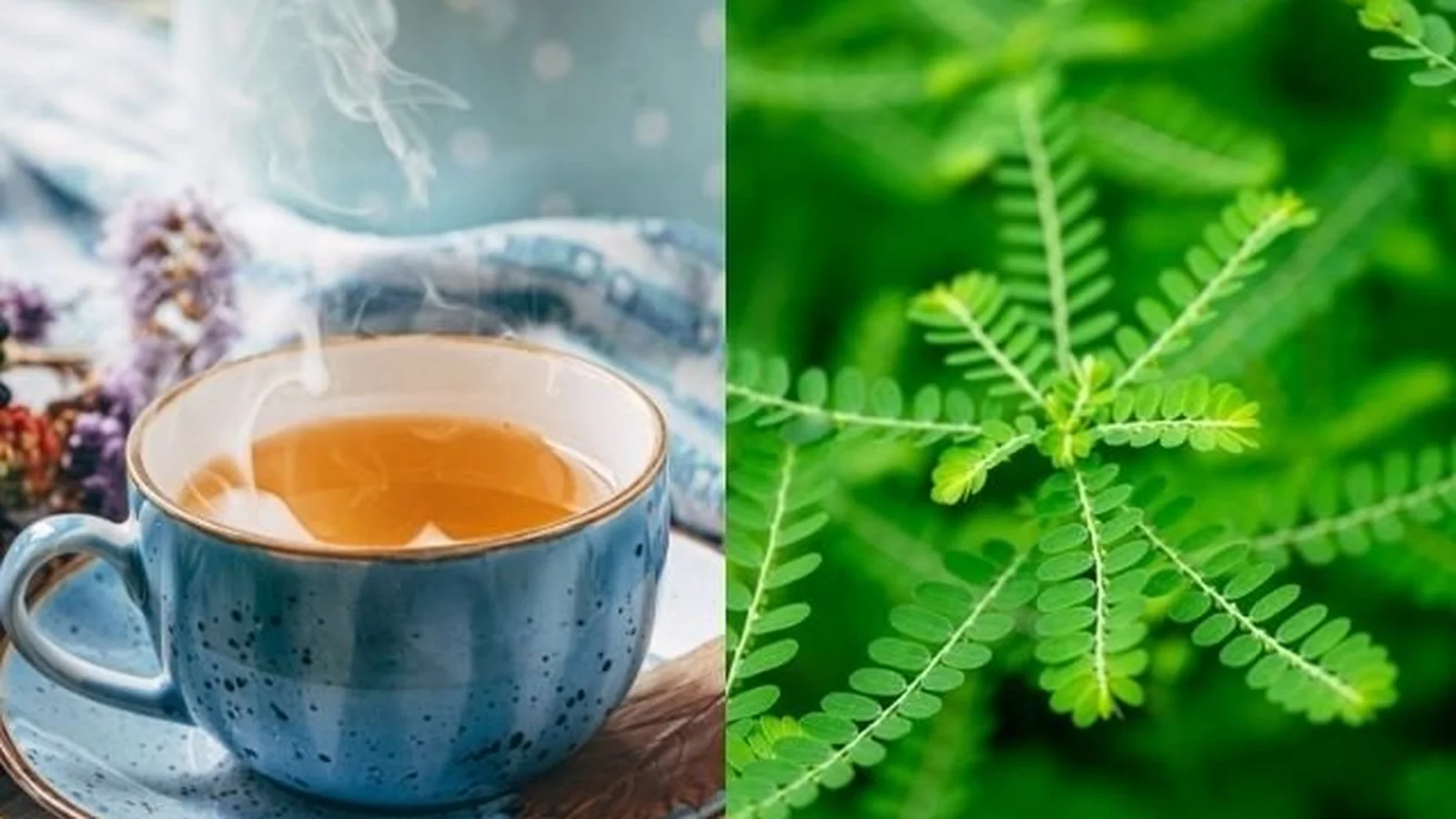 O poder do alecrim para revitalizar e fortalecer - inspiração 1