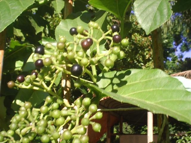 Alcachofra: Um Reforço Para o Fígado e o Controle do Açúcar - inspiração 2