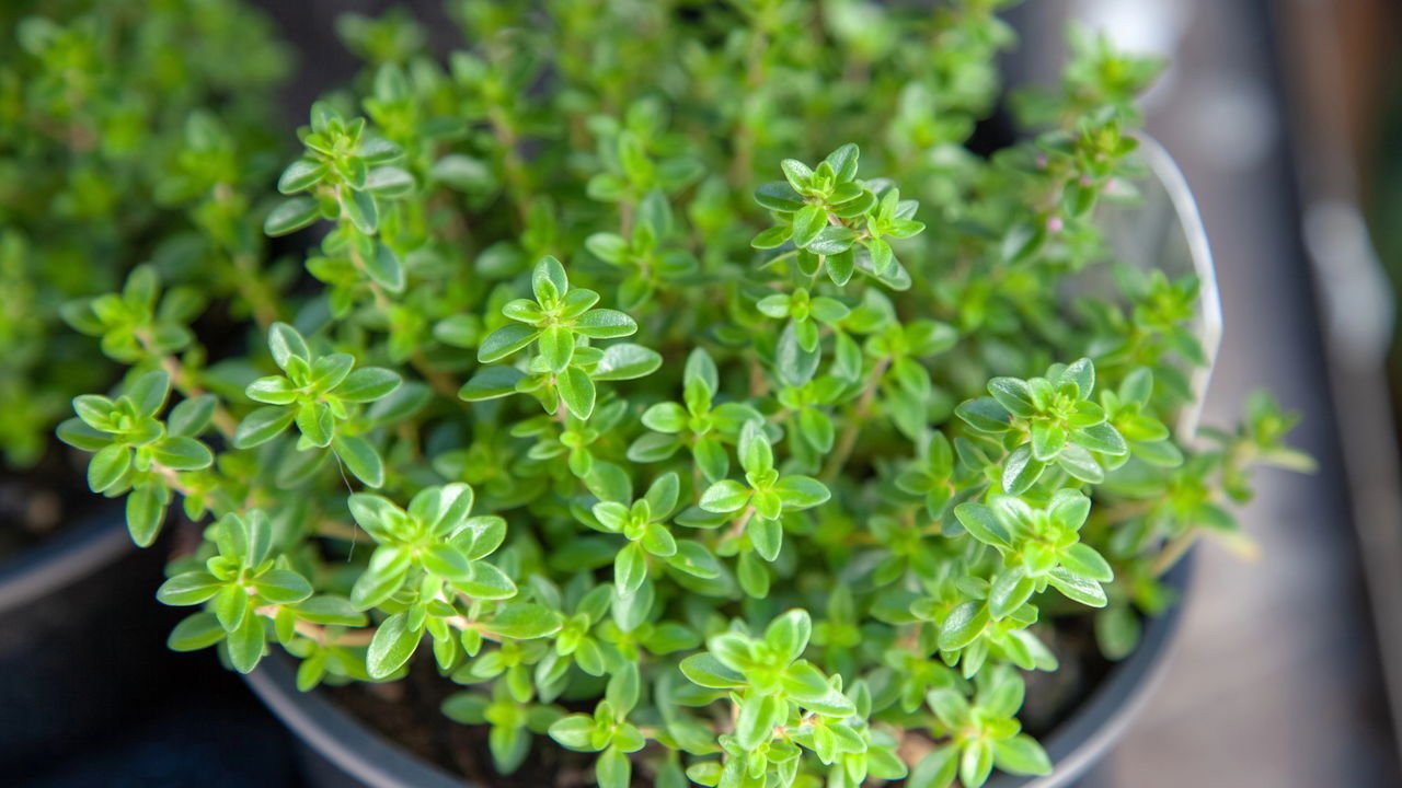 Erva-Doce: Conforto e Leveza para Dores no Peito - inspiração 1