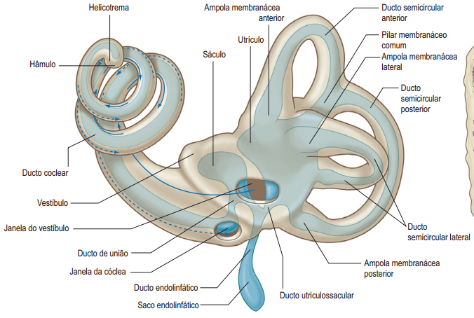 Ginkgo Biloba: Potencial para a Circulação Sanguínea Interna - inspiração 1