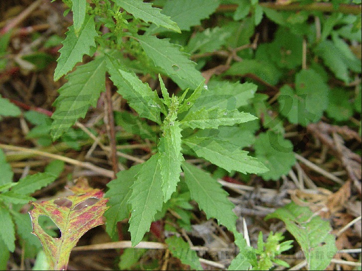 Alho: O Poderoso Natural com Ação Vermífuga Surpreendente - inspiração 1