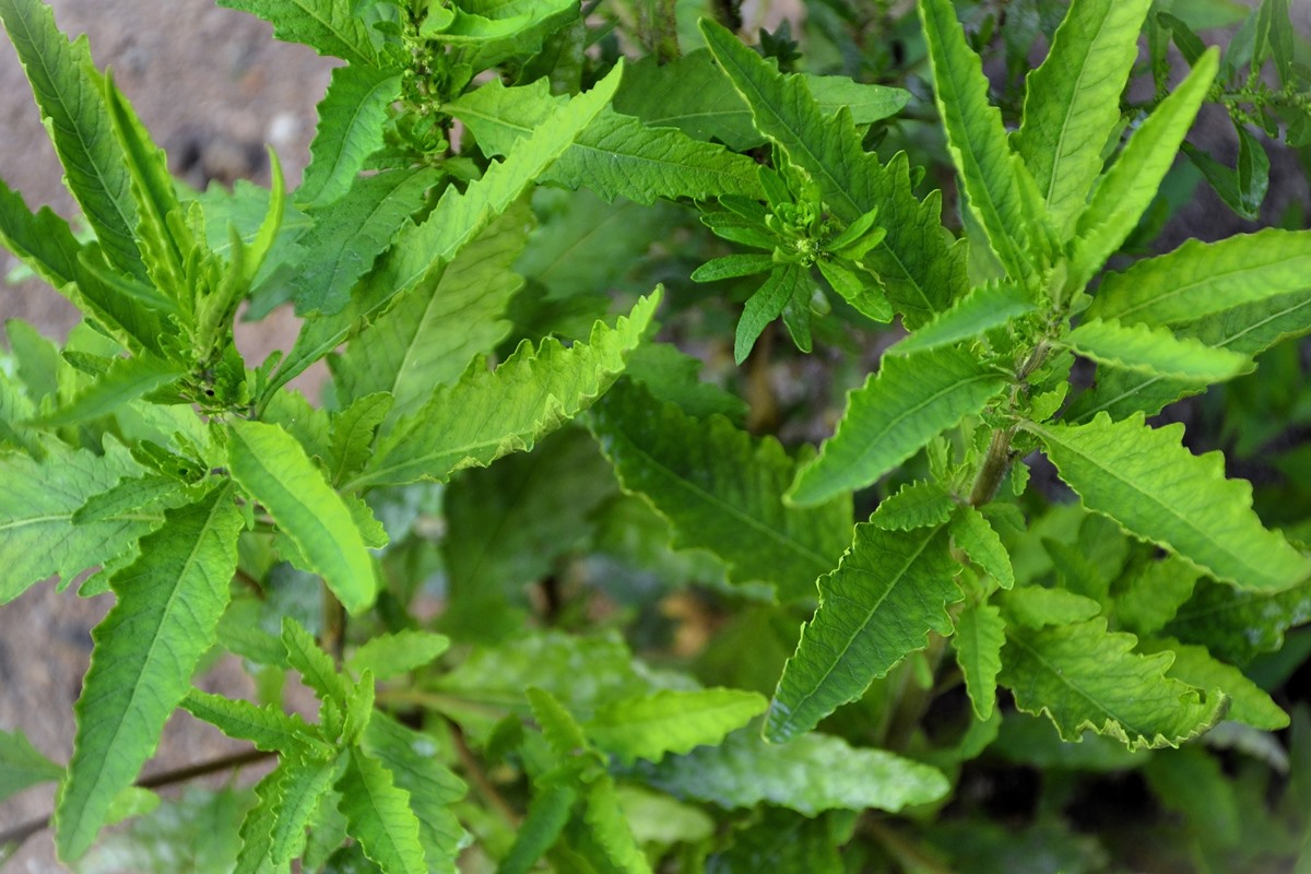 Aroeira: Conheça os Benefícios Desta Planta Milenar - inspiração 1